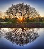 Tree At Sunrise_09687-8